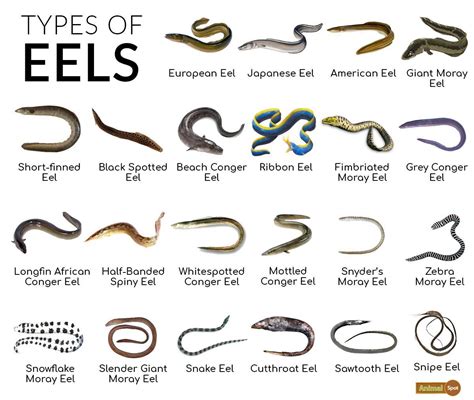 eel pics|types of eels pictures.